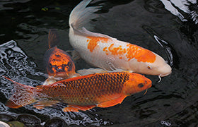 How often should you add beneficial bacteria to an aquarium or pond?
