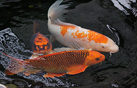 How often should you add beneficial bacteria to an aquarium or pond?